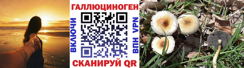 kraken сайт  Чулым  Псилоцибиновые грибы GOLDEN TEACHER 